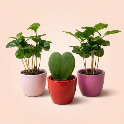 Set: "Love", mini Coffea Arabica (3 stuks)
