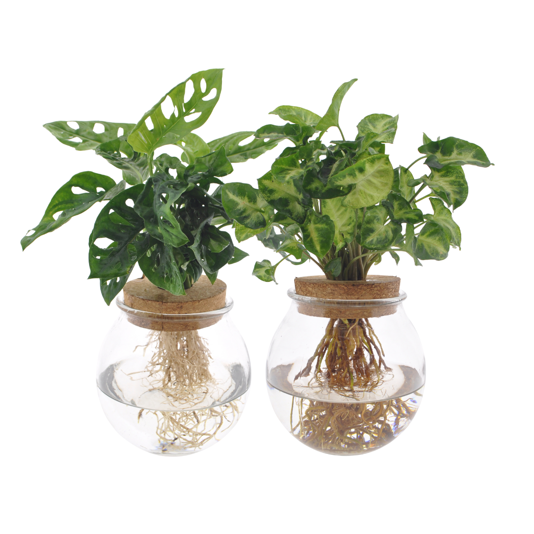 Duo-deal: Hydroponics Ball Glass (Monstera /Syngonium)