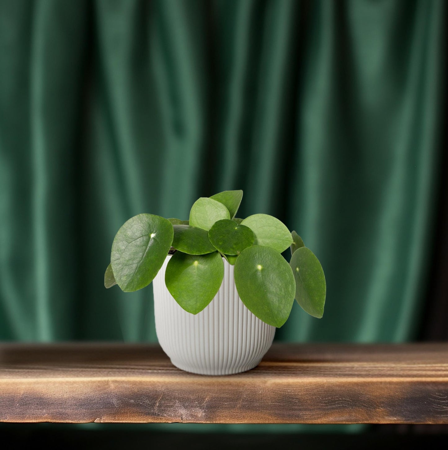 Pilea Peperomiodes Ø12cm - ↕20cm