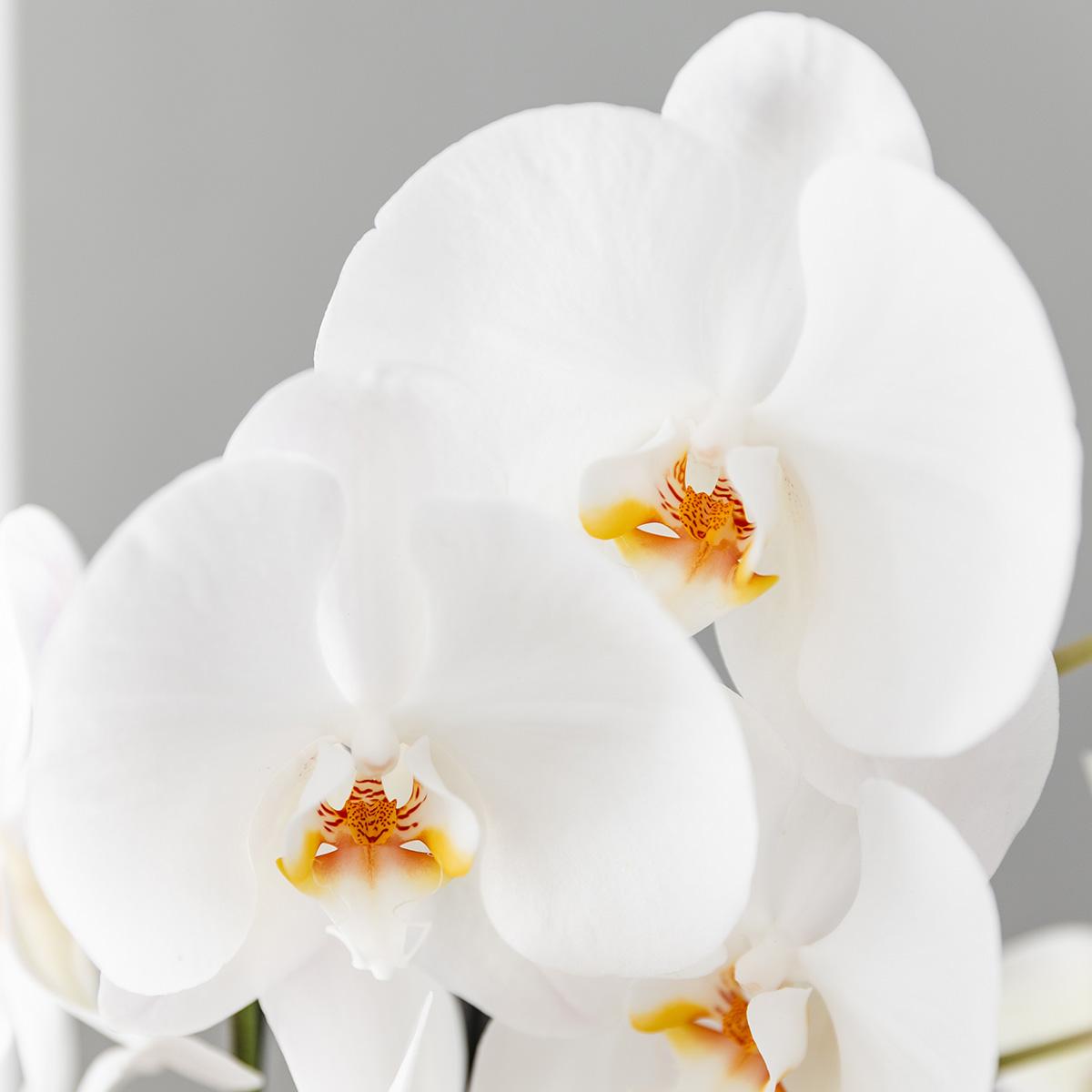 Combo: witte Niagara Falls orchidee (Scandic Copper pot)