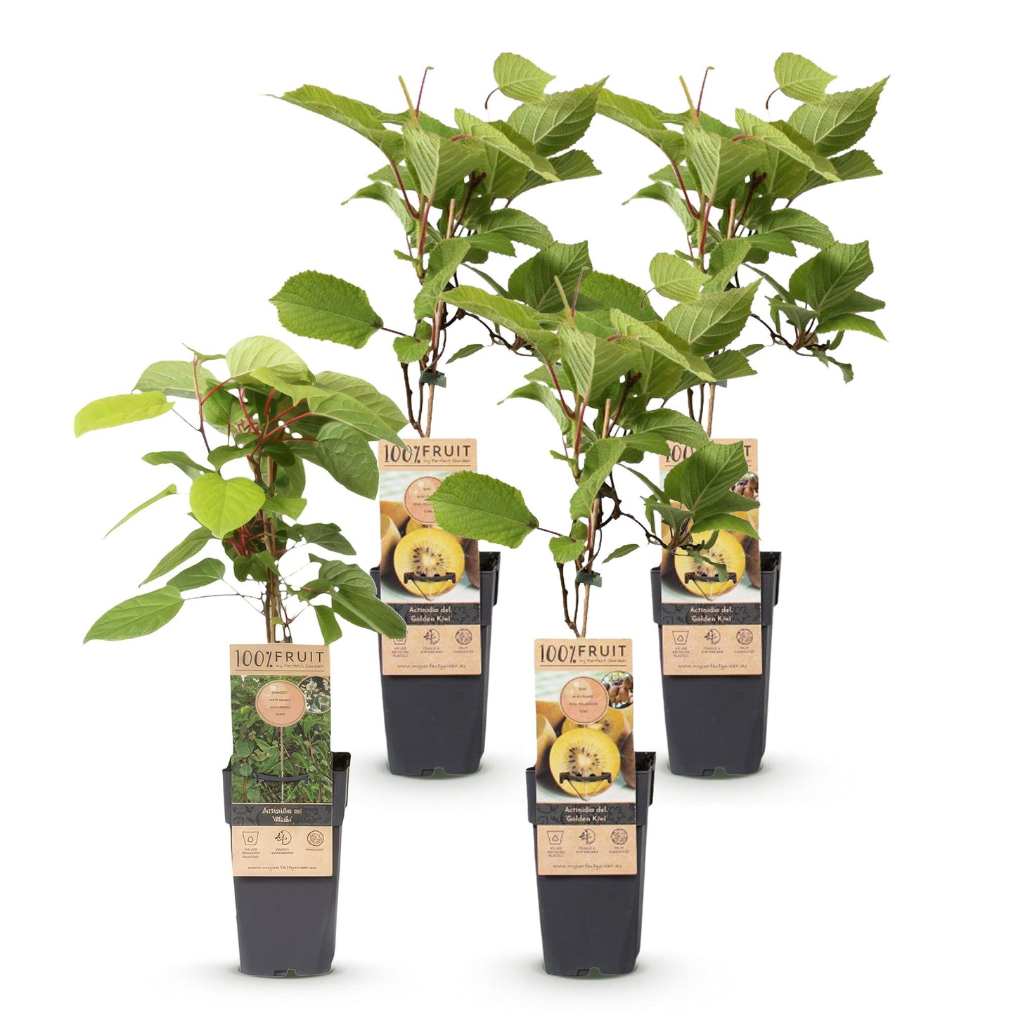 Set: Actinidia Weiki & Golden Kiwi (4 plants)