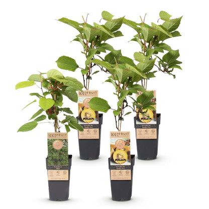 Set: Actinidia Weiki & Golden Kiwi (4 plants)