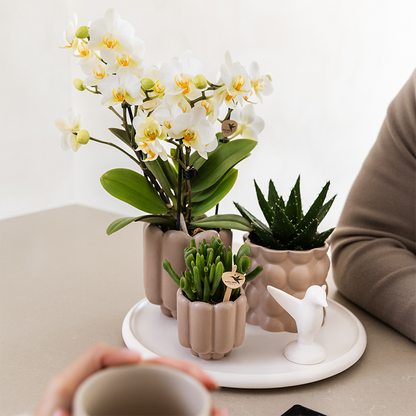 Giftset: Slow Living