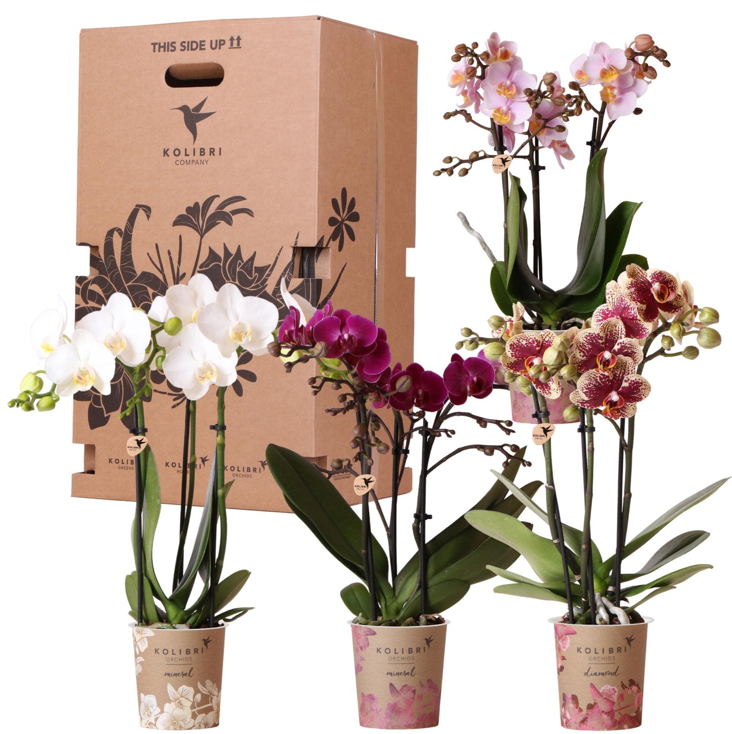 Surprise-box: 4 orchideeën