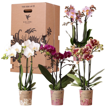 Surprise-box: 4 orchideeën