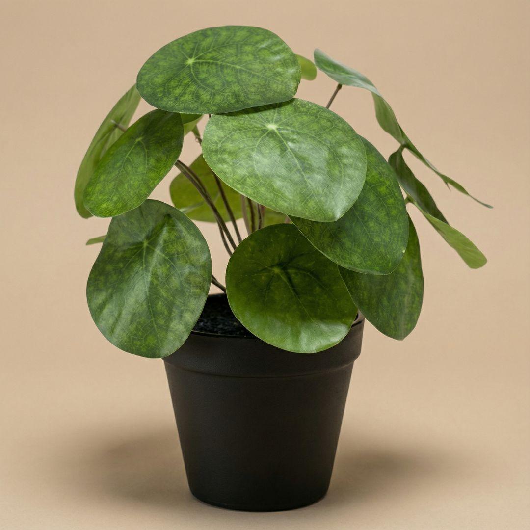 ARTIFICIAL Pilea bush 25 cm in zwarte pot