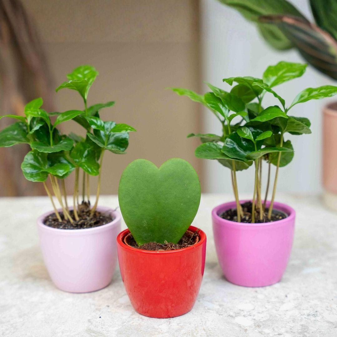 Set: "Love", mini Coffea Arabica (3 stuks)