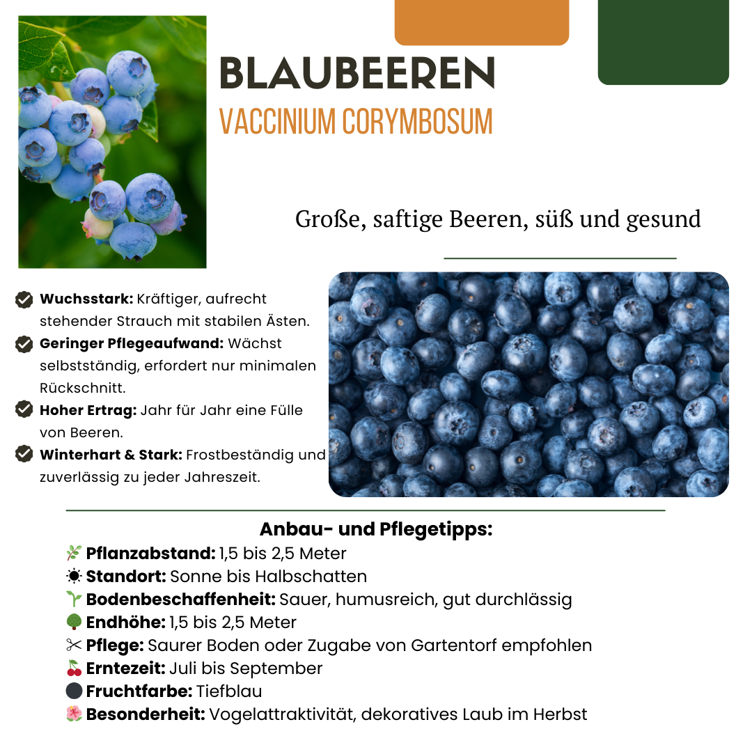 6 x Bosbessenplanten BIO - Ø 13 cm - ↨ 20 cm