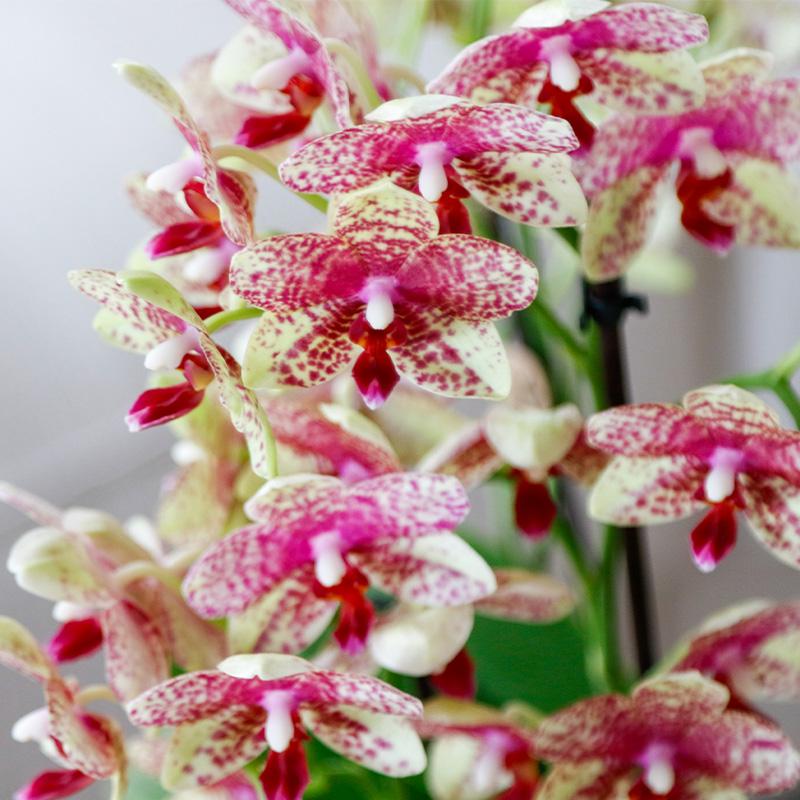 Combo: Orchidee Grosetto (Poppy sierpot)