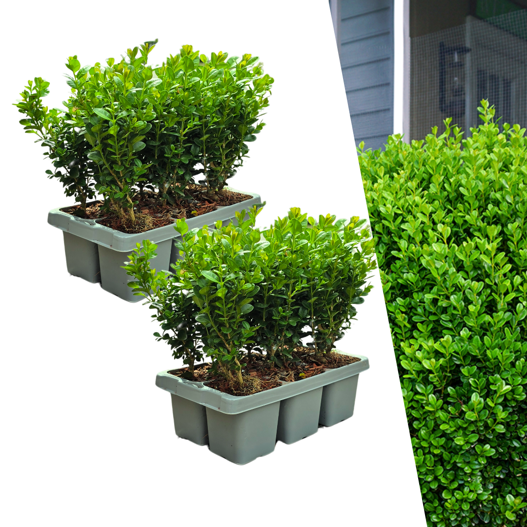 2 x 6-Pack Buxus NewGen Freedom – Winterharde Groenblijvende Struiken 12 x Ø7 cm - ↕15 cm