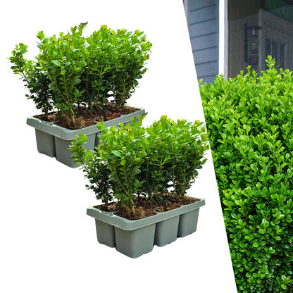 2 x 6-Pack Buxus NewGen Freedom – Winterharde Groenblijvende Struiken 12 x Ø7 cm - ↕15 cm