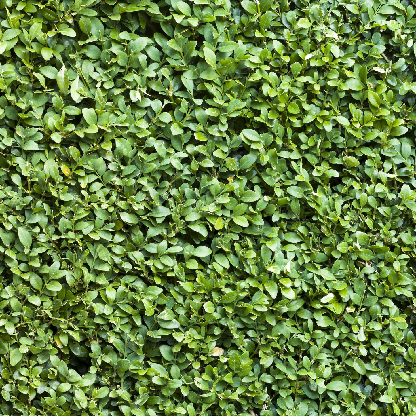Buxus sempervirens -  blad groen - 6 planten - 1 strekkende meter - groenblijvend - pot 17cm hoogte 45cm