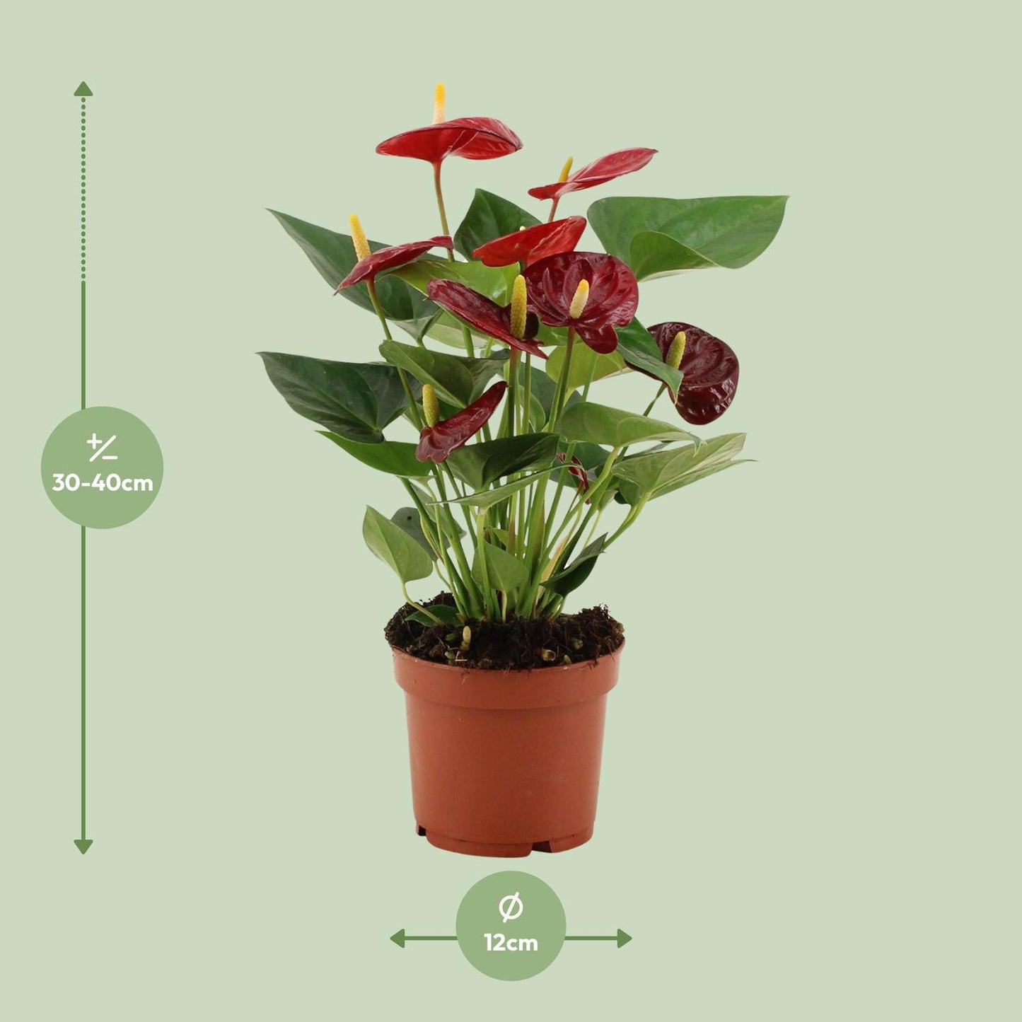 Anthurium Calon - Ø12cm - ↕36cm