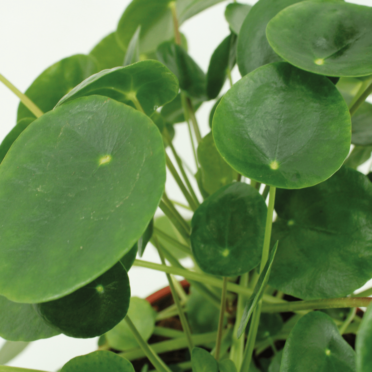 2x Kokodama Pilea Peperomiodes 20cm - ø15