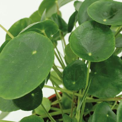 2x Kokodama Pilea Peperomiodes 20cm - ø15