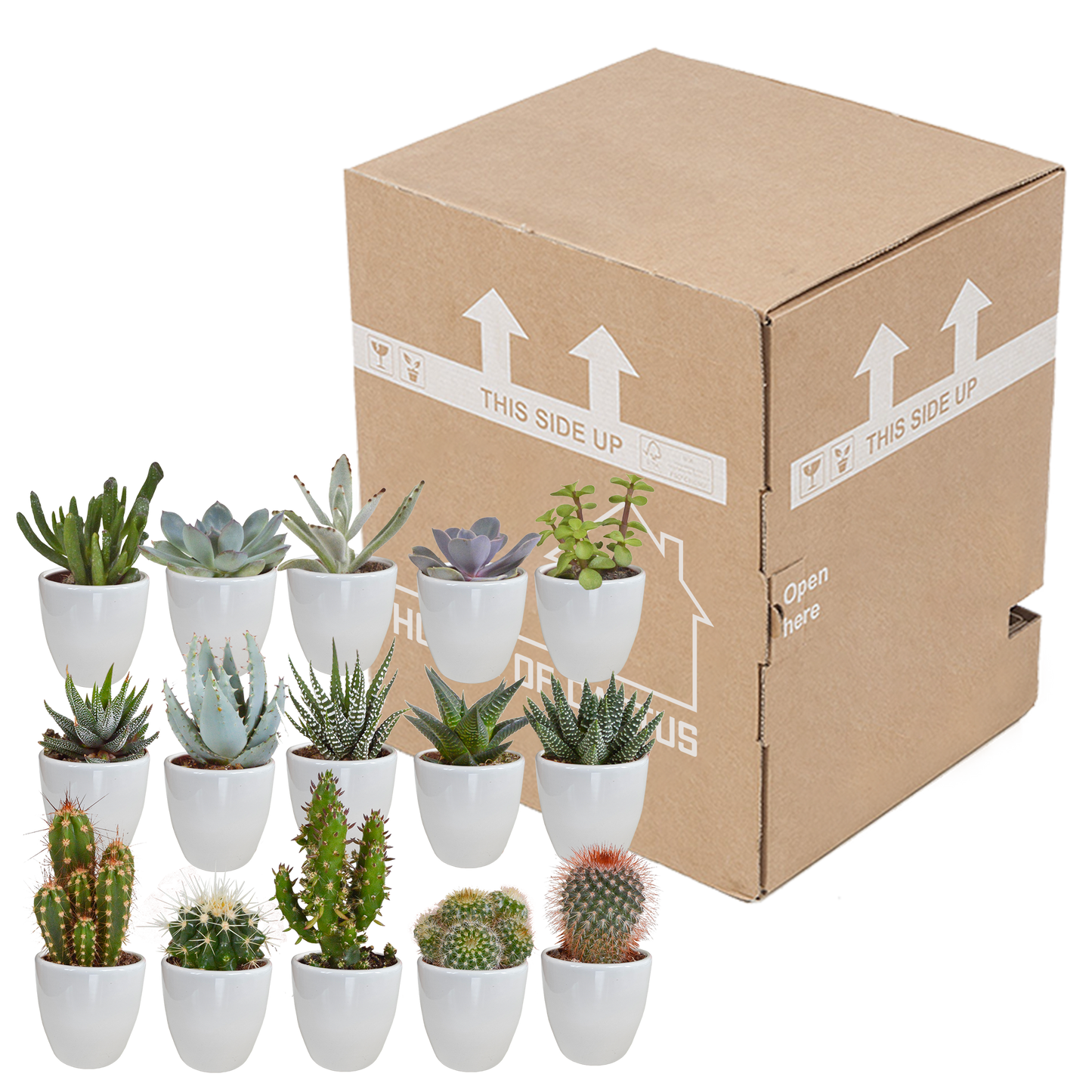 Mix: 15 stuks Cacti en vetplanten 5.5 cm - in witte pot
