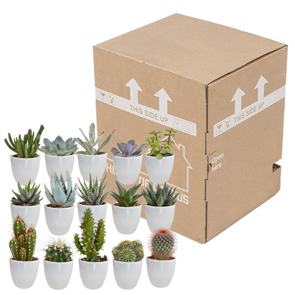 Mix: 15 stuks Cacti en vetplanten 5.5 cm - in witte pot