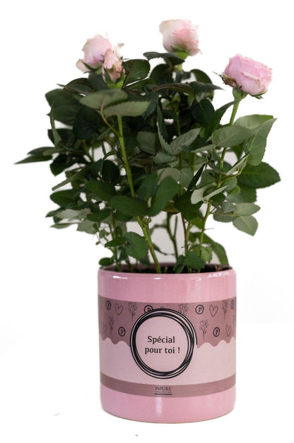Combo: "special pour toi" Rosa Light Pink