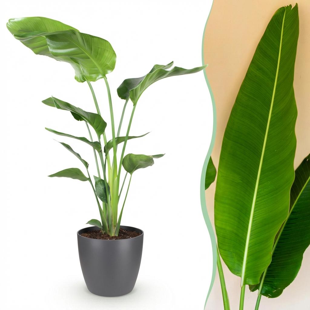 Strelitzia Nicolai 110-120cm