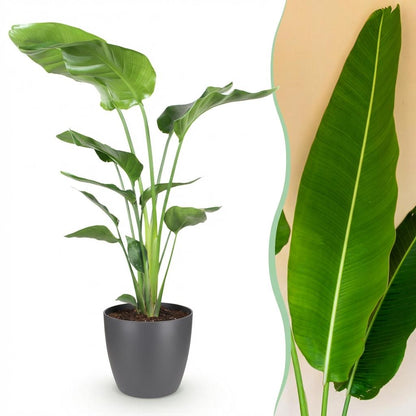 Strelitzia Nicolai 110-120cm