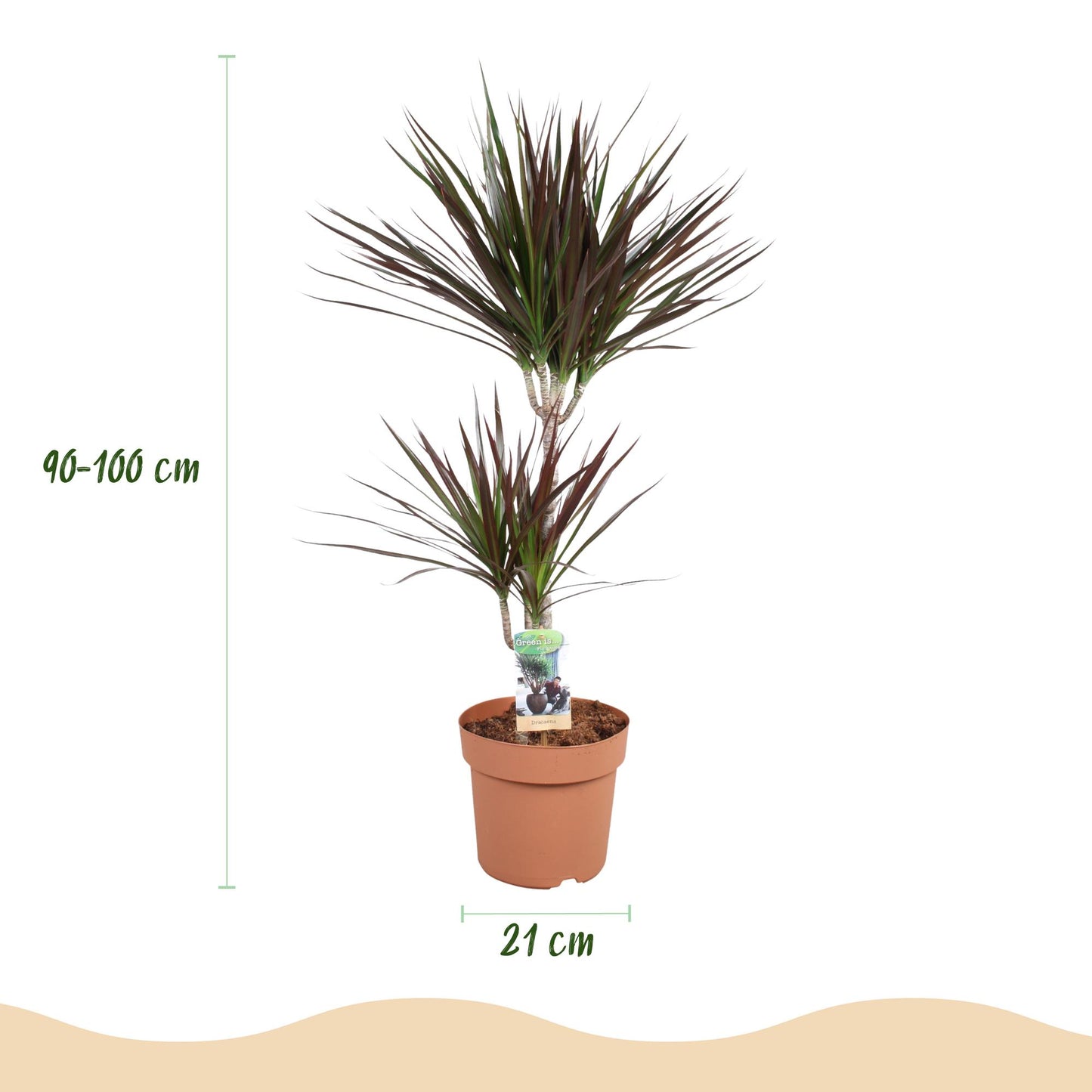 Dracaena Magenta in Grijze Pot 90-100cm