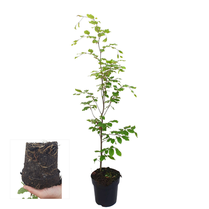 Palletdeal: Fagus sylvatica (50 stuks)