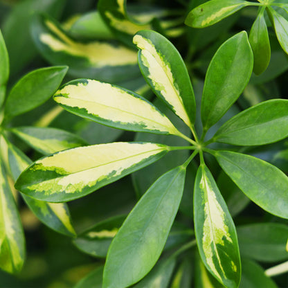 Combo: Schefflera Gold Capella (Pot Wit)