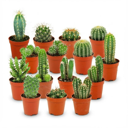 Mix: 15 Mini Cacti Ø 5.5 cm 5-10 cm
