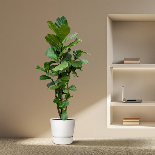 Ficus Lyrata vertakt XXL - 220cm - ø45-50 cm