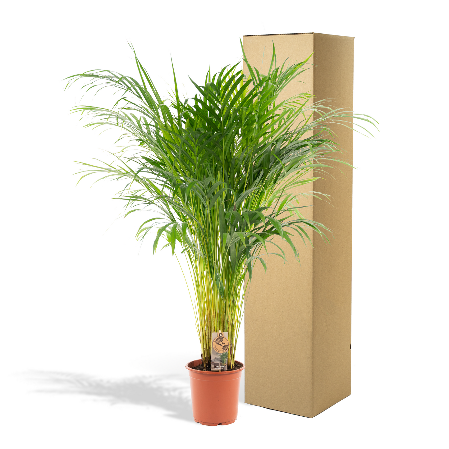 Areca palm