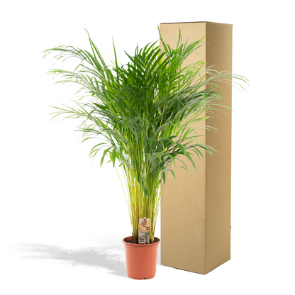 Areca palm