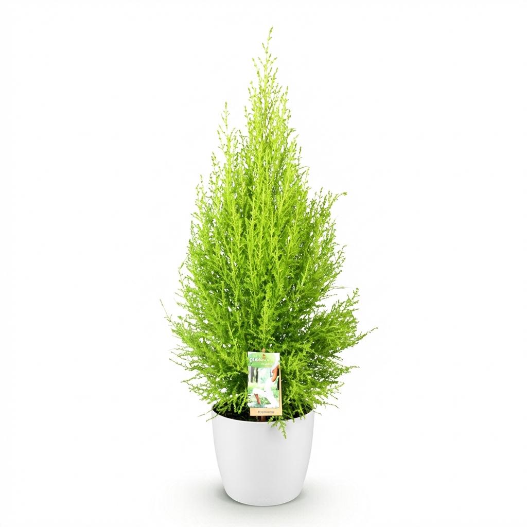 Cupressus Gold Crest Wilmat 85-95cm