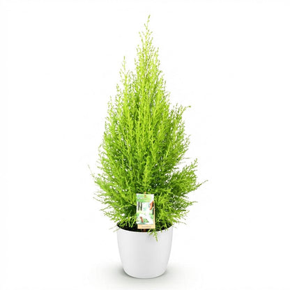 Cupressus Gold Crest Wilmat 85-95cm