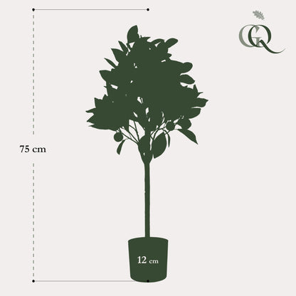 ARTIFICIAL Citrus Sinensis - 75 cm