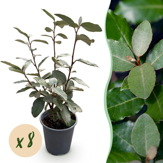 Eleagnus ebbingei Compacta - Blad Grijs - 8 Planten - 1 Strekkende Meter - Groenblijvend - Pot 9cm Hoogte 30-35cm