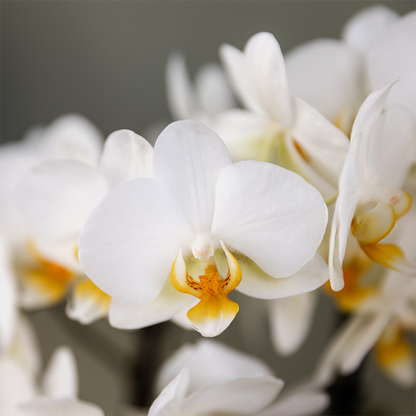 Combo: Witte Lausanne orchidee (groene Diabolo sierpot)