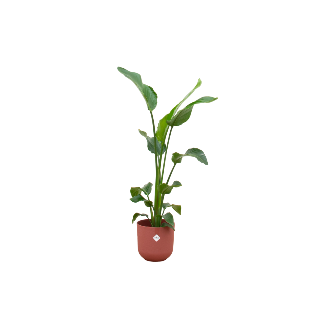 Combo: Strelitzia Nicolai (Jazz Round red)