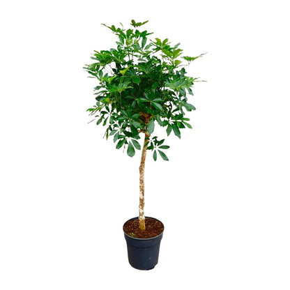 Schefflera on a stem - 170cm - ø30