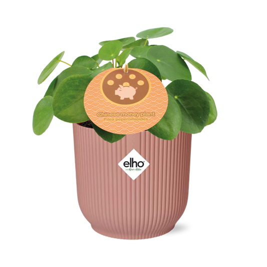 Pilea Peperomioides 12cm in ELHO Vibes Fold 14cm roze