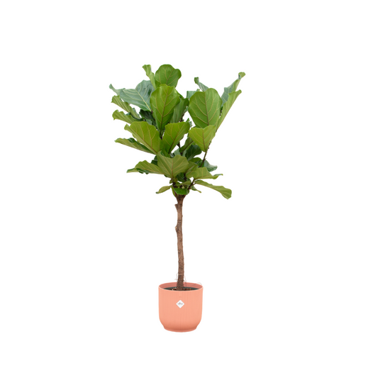 Set: Ficus Lyrata stam inclusief elho Vibes Fold Round roze - 150 cm - Ø30