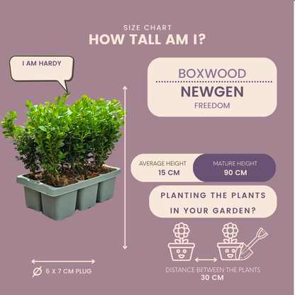 4 x 6-Pack Buxus NewGen Freedom – Winterharde Groenblijvende Struiken 24 x Ø7 cm - ↕15 cm