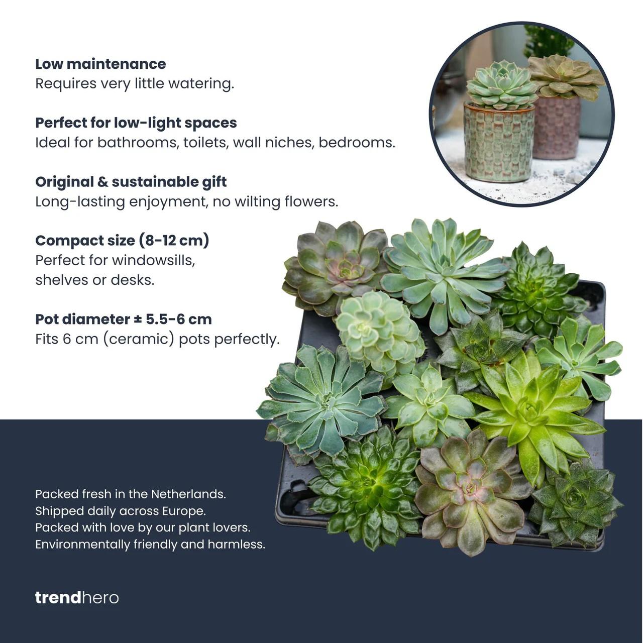 Set: Succulenten (3 stuks)