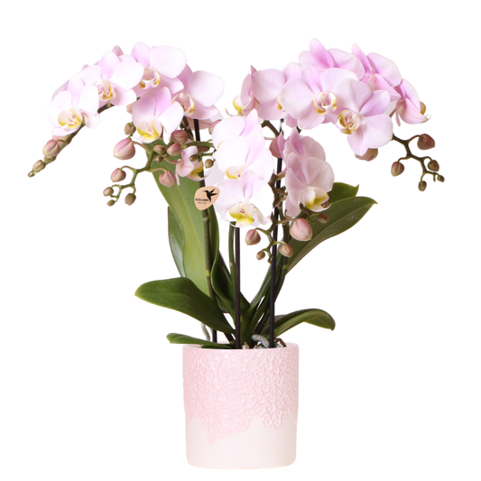 Roze orchidee Portugal + Bloom sierpot - potmaat Ø9cm