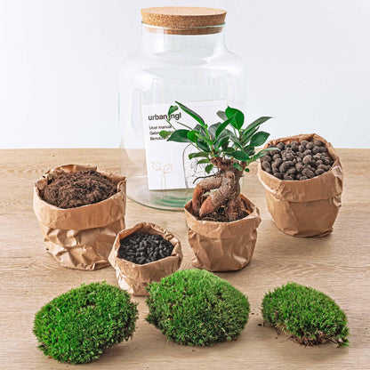 Milky Bonsai met licht