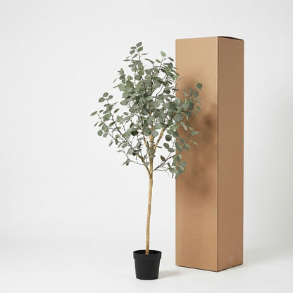 Eucalyptus