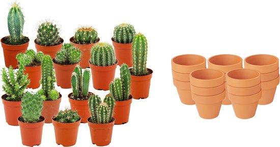 Mix: 15 Mini Cacti  Ø 8,1 cm 5-10 cm - Terracotta Potten