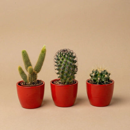 Set: Cactus (3 stuks) (rode mini-pot)