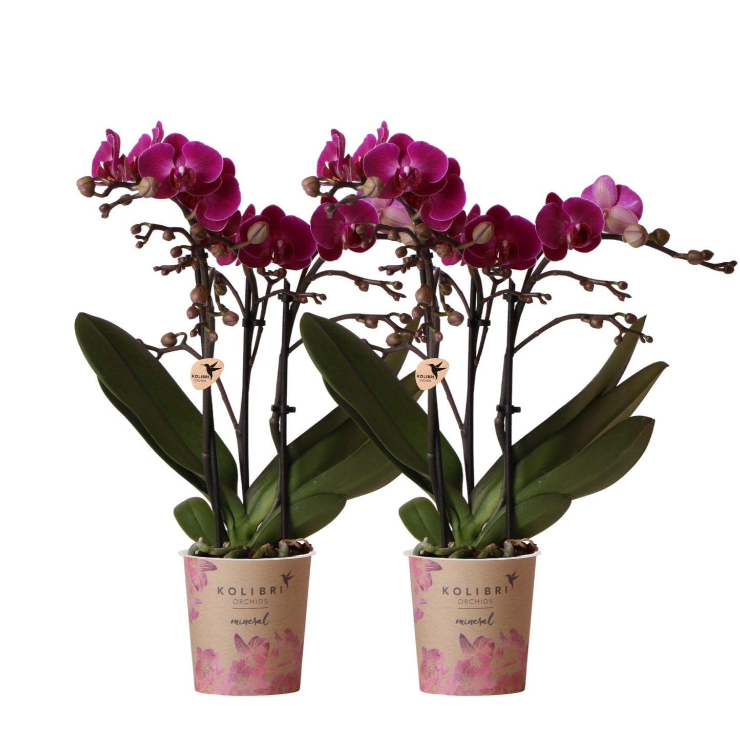 Duo deal: purple phalaenopsis