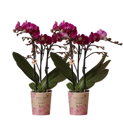 Duo deal: purple phalaenopsis