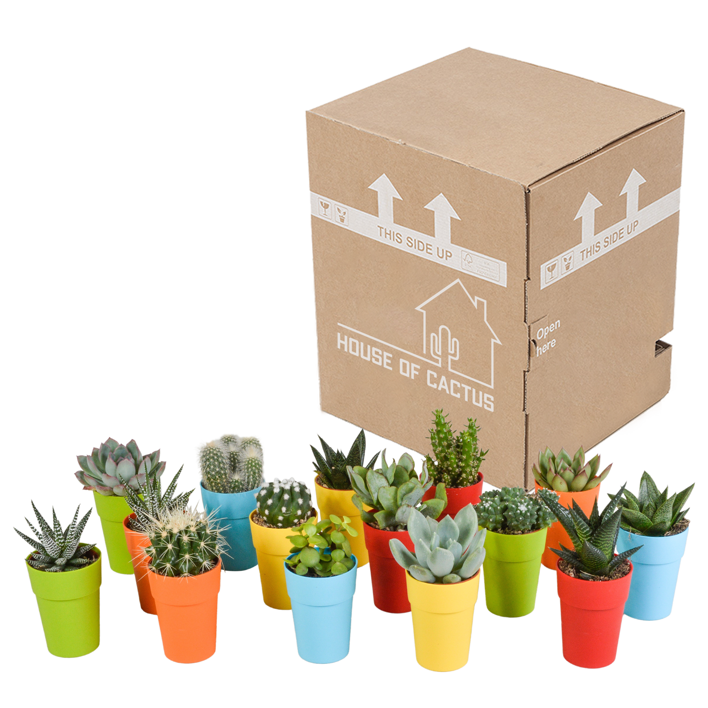 mix: 15 Cacti en vetplanten (plastic potjes)
